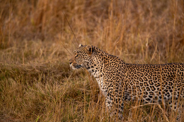 Female leopard trying to get the attention of a nearby male leopard