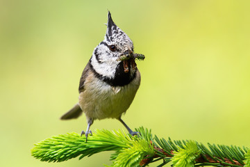 European crested tit, lophophanes cristatus, with a catch in beak in springtime. Little bird with crest on top of head sitting on a spruce branch in nature.