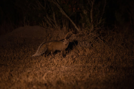 White Tailed Mongoose In The Spot Light