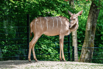 The common eland, Taurotragus oryx is a savannah antelope