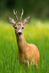 Curious roe deer, capreolus capreolus, buck staring and looking for danger on a green meadow with tall green grass and blooming yellow wildflowers in background. Wild animal in nature.