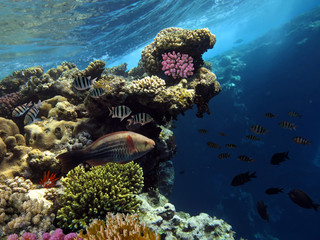 Colorful tropical reef with sun in the blue ocean