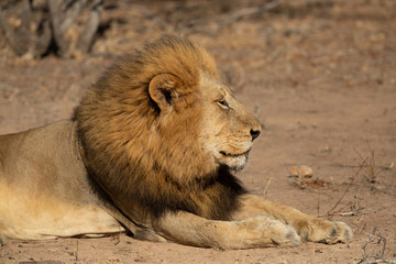 Large dominant male lion in and around his pride 