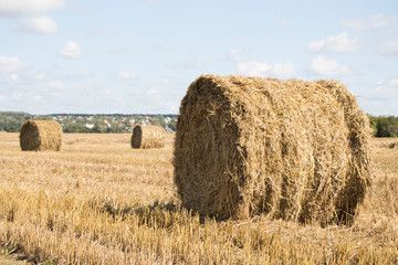 Harvested field with straw bales in summer