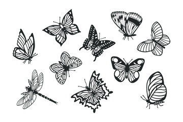 set of butterflies, dragonfly. eps10 vector illustration. hand drawing