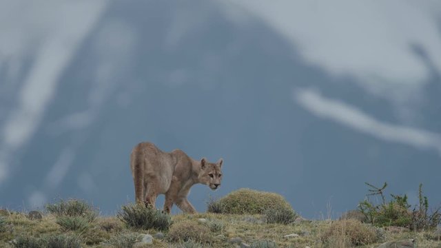 Puma walking to the top of a mountain and laying down