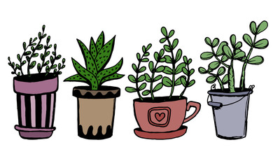 Set of different hand drawn house plants in pots. Isolated decorative plants: aloe, crassula, flower for design template, icon, gift card. Sketch style vector illustration.