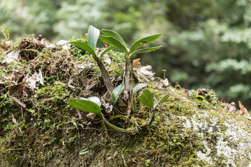 A  wild dendrobium orchid growing on a large rock in Lamington National Park, Queensland, Australia.