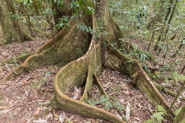 Curved buttress root system of a large tropical rainforest tree in Lamington National Park, Queensland, Australia.