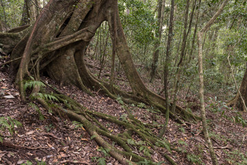 A large tree in the Queensland tropical rainforest propped up on the downhill side by a root. Lamington National Park, Queensland, Australia.