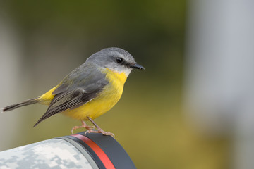 An eastern yellow robin, eopsaltria australis, perched on the end of a photographer's long lens. In Lamington National Park, Queensland, Australia.