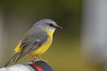 Fototapeta premium An eastern yellow robin, eopsaltria australis, perched on the end of a photographer's long lens. In Lamington National Park, Queensland, Australia.