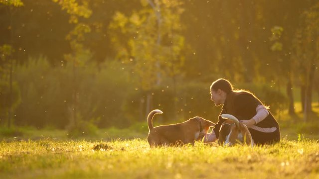 Woman play with dogs at park, summer mood. Insects and particles fly over grass field, telephoto view. Girl tease beagle by bare hand, playful pet enjoy roughhousing