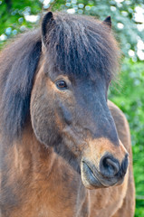 Fototapeta premium A beautiful, natural portrait of an icelandic horse, looking cute into the camera