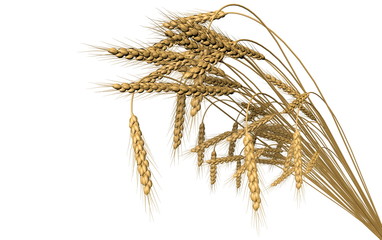 beautiful bunch of wheat spica isolated on white background - agriculture, industrial 3D illustration