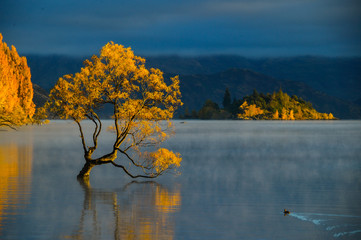 Stunning amazed colorful autumn Wanaka Tree reflection on Wanaka Lake with sunrise in the fresh...