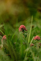 red flower in the garden