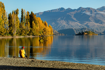 Asian woman sitting on log and look at beautiful Wanaka Tree, One of the most famous place in New...