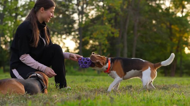 Young woman play with dogs at park at evening time. Funny fight, tug and struggle for a toy. Long flappers ears fly in air. slow motion shot. Second beagle lie on grass near