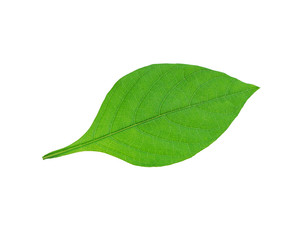 Green leaves isolated on white background/ This has clipping path.  