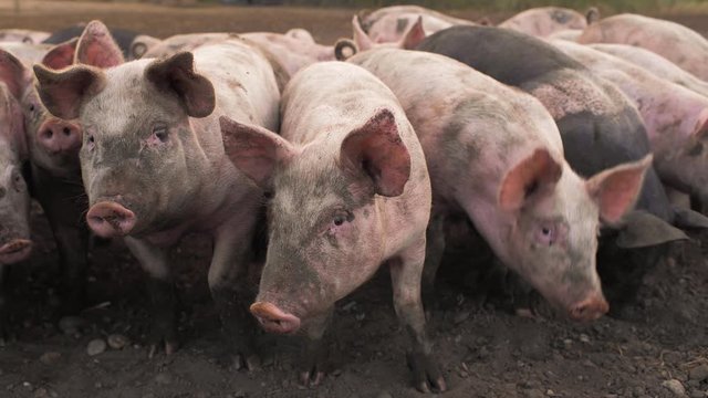 Pigs in a field in the UK  cinematic slow motion shot 