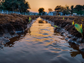 sunset on the river
