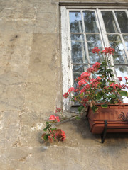 Fototapeta na wymiar Old rustic wooden framed window with red flowers in flower box.