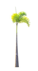 Betel palm tree isolated on white