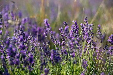 Lavender Field in the summer. Aromatherapy. Nature Cosmetics.