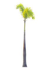 Betel palm tree isolated on white