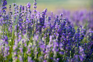 Lavender flowers - Sunset over a summer purple lavender field.