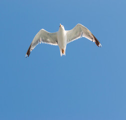 white bird seagull on a background of blue sky