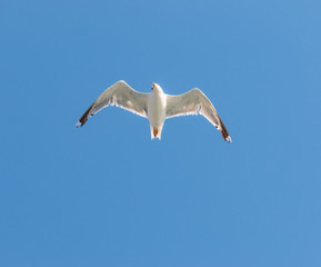 white bird seagull on a background of blue sky