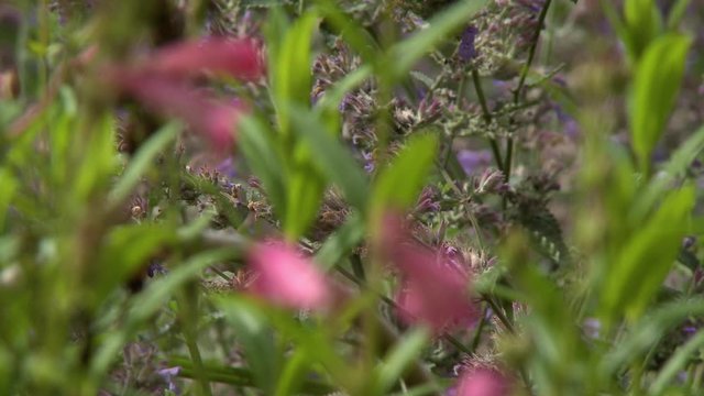 Steady, medium close up shot of pink penstemon flowers, the camera then focuses on milkweed flowers in the background.