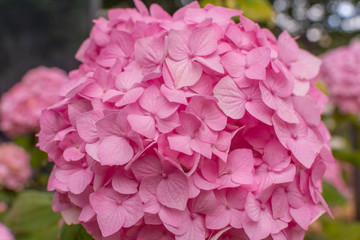 Macro view of beautiful pink hydrangea flower in brunches – popular in floristry cut flower 
