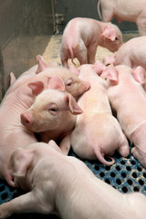 Piglets. Pigs. Pig breeding. Stable. Netherlands.