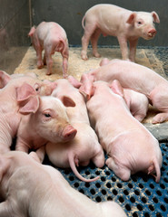 Piglets. Pigs. Pig breeding. Stable. Netherlands. © A