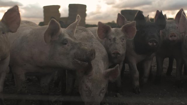 Pigs in a field in the UK  cinematic slow motion shot 
