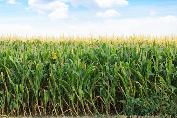 Green corn field on summer day