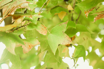 Naklejka na ściany i meble Green nature background with maple leaves