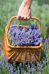 Basket with lavender flowers. Aromatherapy. Nature Cosmetics.