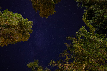 Starry sky with treetops all around.
