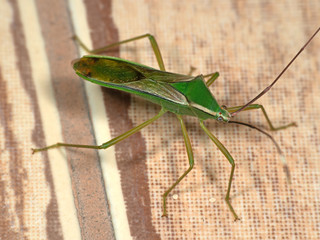 Macro Photo of Green Assassin Bug on The Floor