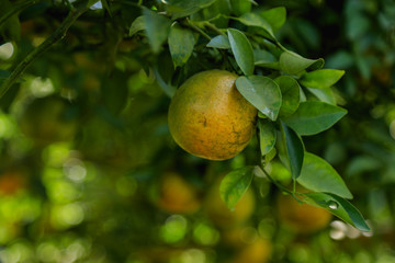 Orange tree in orange farm