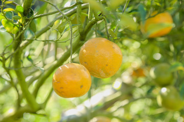 Orange tree in orange farm