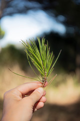 Hand holding a twig of red pine needles