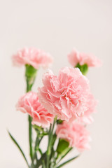 Fototapeta na wymiar Beautiful carnation flowers on light background