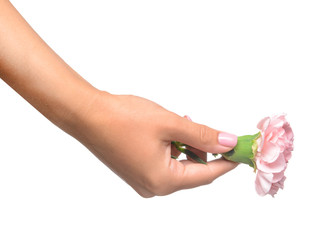 Female hand with beautiful carnation flower on white background