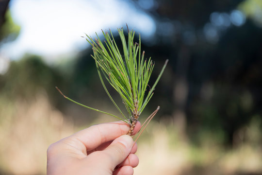 Hand holding a twig of red pine needles