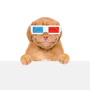 Smiling puppy in the 3d glasses above empty white banner. isolated on white background
